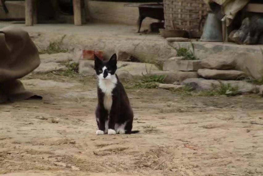 白姐王中王四不像图