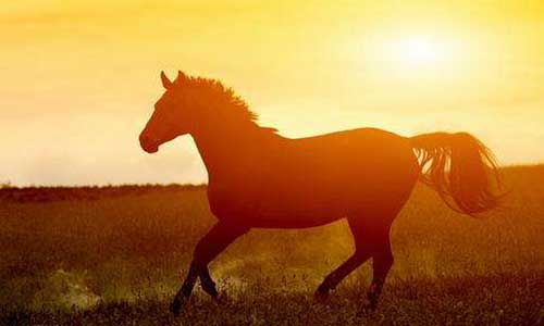 7777788888精准马会传真图