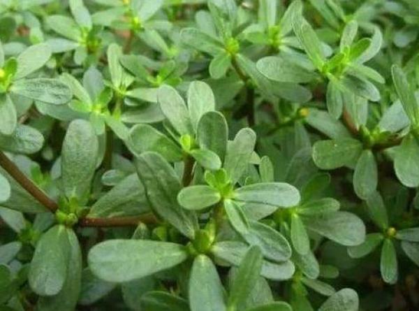 美白祛斑的最好方法,全方位解析有效策略,美白祛斑最佳方法,全方位策略解析