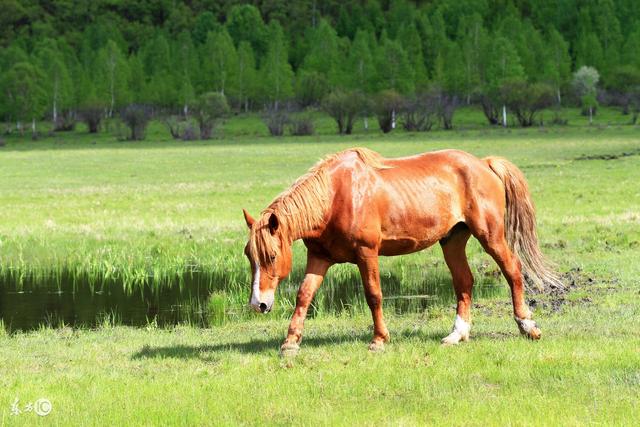 王中王一肖与特马一尾的独特故事,王中王一肖与特马一尾,独特故事揭秘