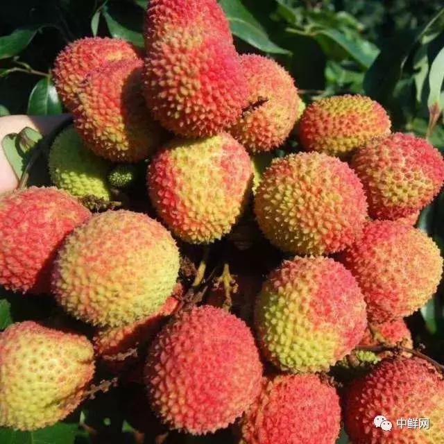 王中王者之妃,一肖的传奇故事,王中王者之妃,一肖的传奇人生