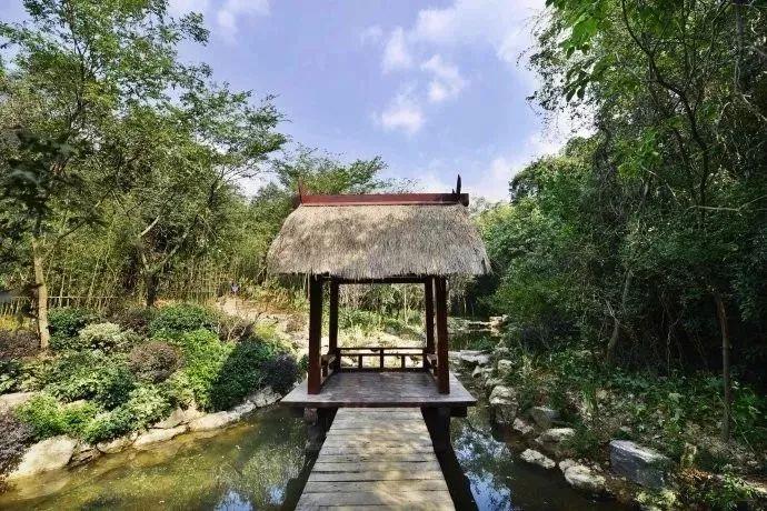 森林之王中王与生肖的奇妙缘分,森林之王中的王者与生肖的奇缘