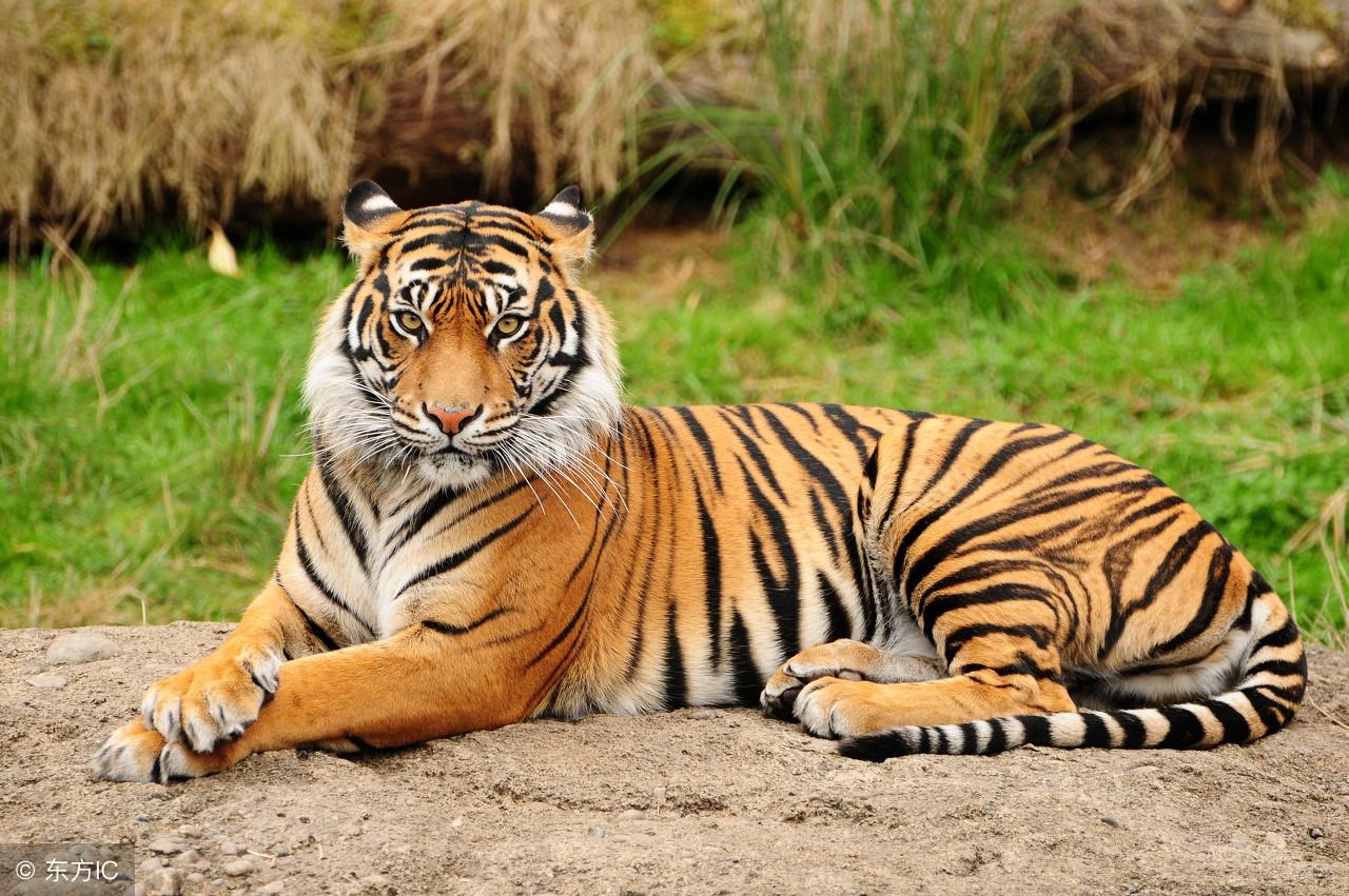 十二生肖王中王,探寻生肖文化中的王者之尊,生肖王者至尊,探寻十二生肖中的王者文化