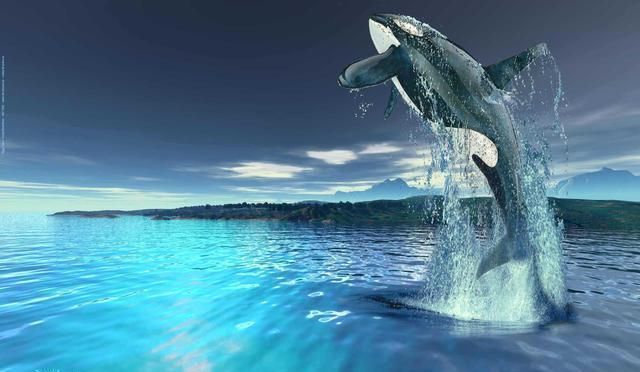 蛟龙与海豹,海洋中的生死对决——伤亡多少?,蛟龙与海豹生死对决揭秘,伤亡数字背后的海洋战争。