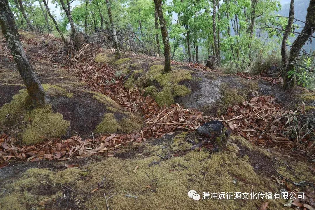 解放军第198师历史沿革简介，解放军第198师历史沿革简介与变迁